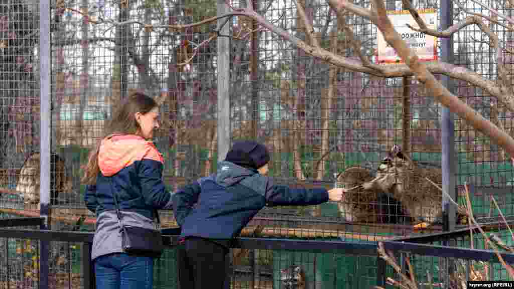 Дети угощают енотов-полоскунов. Есть ли в этой компании зверей &laquo;спасенные&raquo; из Херсона, на вольере специально не указано