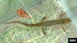 Тритон обыкновенный. Triturus vulgaris